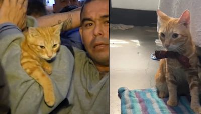 Entre rejas pero libre de culpa: Sony, “el gato recluso” que se robó el corazón de miles desde una cárcel de Perú
