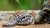 Climate Change Could Lead to Major Venomous Snake Migrations, Study Says - EcoWatch