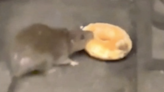 Watch: Rat shares doughnut with fellow rodent on subway tracks in Manhattan