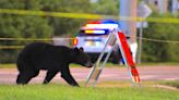 Black bear on University of Florida campus avoids trap, disappears into wooded area