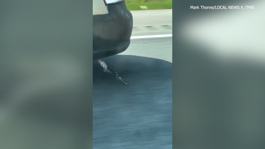 WATCH: Snake dangles from underneath car on interstate