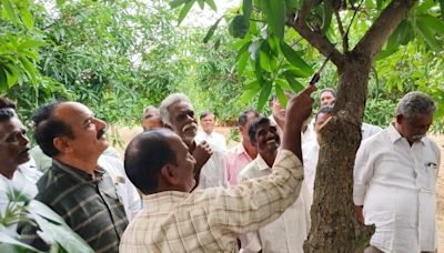 Chittoor’s mango farmers told to focus on post-harvest management for better yield