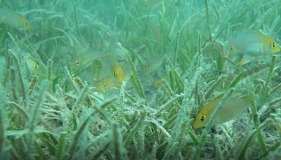 水試所海草復育成果顯著 將加速漁港轉型改善棲地恢復自然海岸