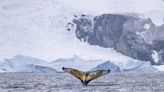 The secret lives of Antarctic whales: how to balance tourism and conservation on a bucket-list trip