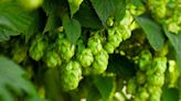 How to Plant and Grow Hops