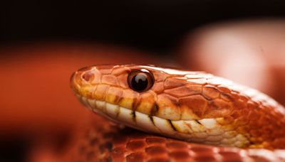 Man Caught In China Smuggling Over 100 Live Snakes Inside His Pants