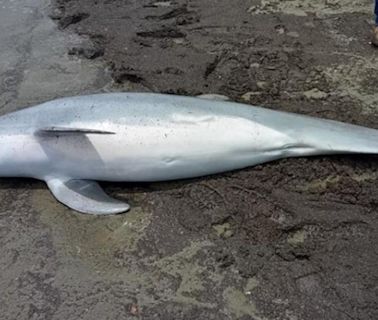 Dolphin found shot dead on a Louisiana beach