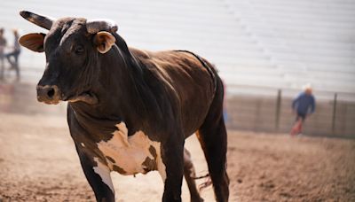 San Antonio bull rider dies after being thrown, stomped by bull at Bandera rodeo event