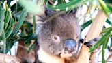 Koala Bear Standing Around Waiting for Eucalyptus Leaves Is Making Everybody Smile