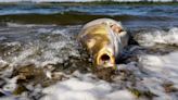 Hog Poop from Iowa Is Polluting Your Water