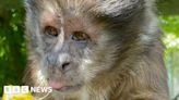Exotic Pet Refuge builds new monkey house as rules change