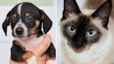 Conheça as novas regras para venda de cães e gatos no estado de São Paulo