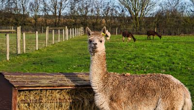 Happy Rescued Llama With a Case of the Zoomies Is Such a Joy to Watch