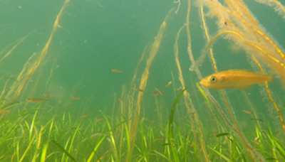 Busy soundscapes of seagrass meadows and the animals that live there revealed in new recordings – podcast