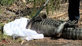 120-pound gator captured in parking lot of Florida barbershop