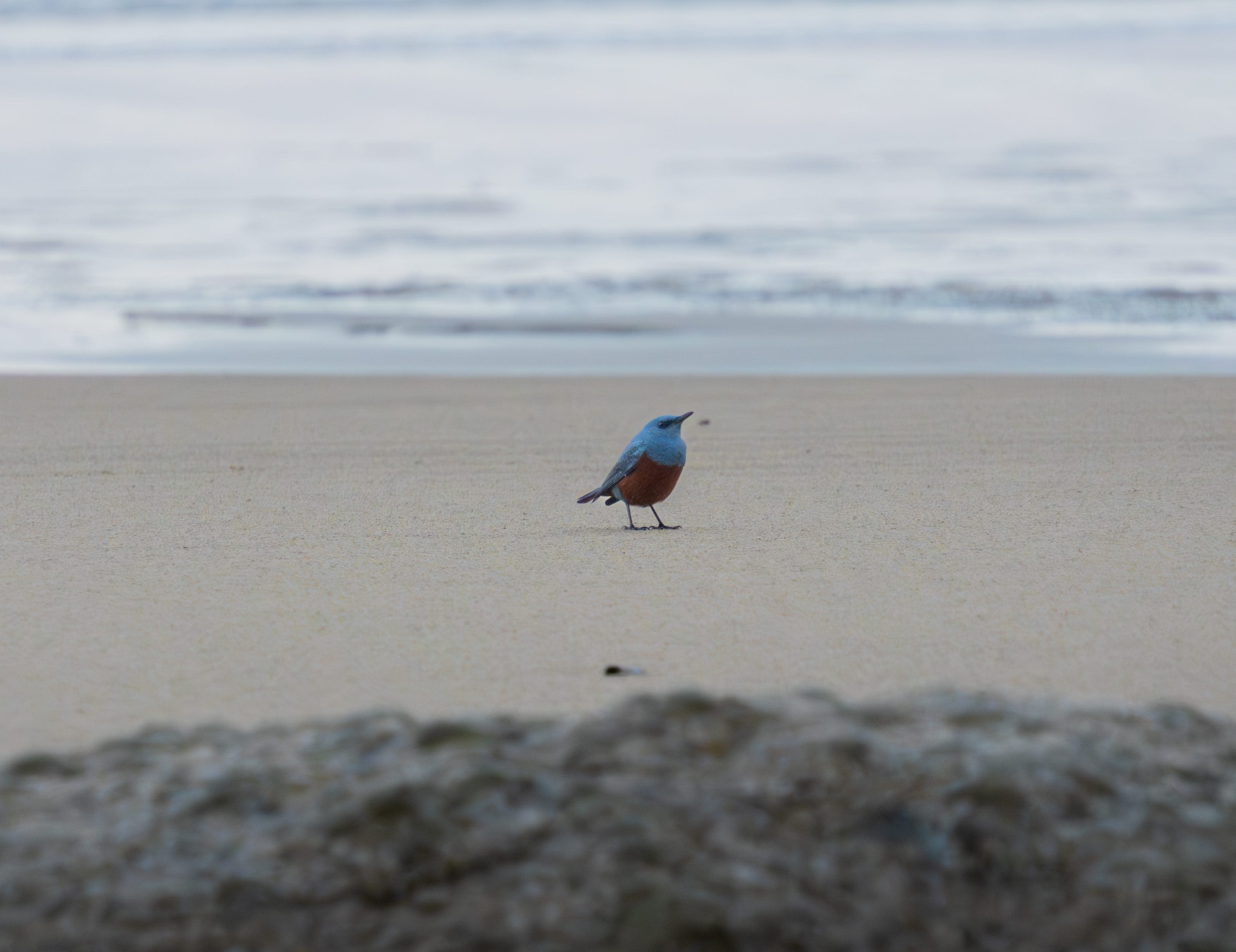 Bird never seen in US, the blue rock thrush, reportedly spotted on Oregon coast