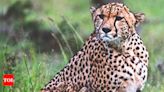 Madhya Pradesh cites 'national security' to deny information on cheetahs | India News - Times of India
