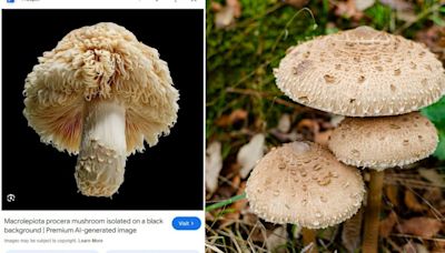 Google is showing AI-generated images of mushrooms