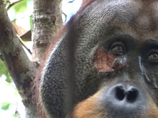 Wild Orangutan Treats Wound with Self-Made Medicine for First Time in Real-Life Planet of the Apes Moment