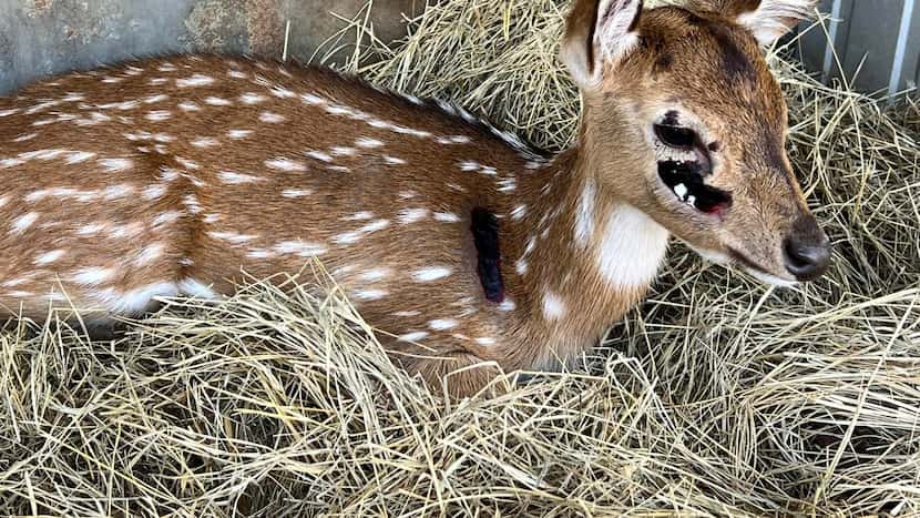 Texas ranchers push for ban on balloon releases after baby deer suffer cuts, gashes