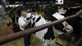 La feria de San Antonio de Gijón pone el broche con preocupación por la posible bajada del precio de la leche