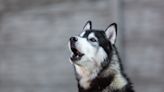 Husky and Toddler Team up to Protest Dad Leaving for Work