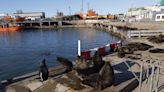 Diez claves para entender el brote de gripe aviar entre los lobos marinos en la Argentina