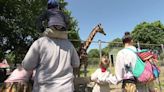 Long Island Game Farm responds to USDA report on Bobo the giraffe's cause of death
