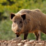 Not Wild About Wild Hogs? Here Are 7 Ways to Keep Them Out of Your Yard