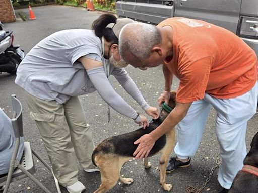 苗縣4鼬獾帶原狂犬病毒 動保所加強寵物貓狗疫苗注射 - 生活