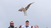 Birds of Prey day draws strong turnout, Richard Gere at Green Chimneys