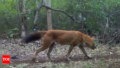 First Documentation of Endangered Dholes in Kalyana-Karnataka Region | Bengaluru News - Times of India