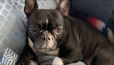 Charges filed in St. Paul French bulldog mix theft