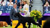 Miniature poodle named Sage wins Westminster Kennel Club dog show