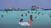 Vacaciones 2024: Cofepris alerta por estas 18 playas contaminadas en México para el verano