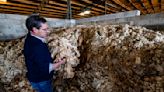 Ciudad Real: Asaja urge a activar un sistema de retirada de la lana de las explotaciones ganaderas