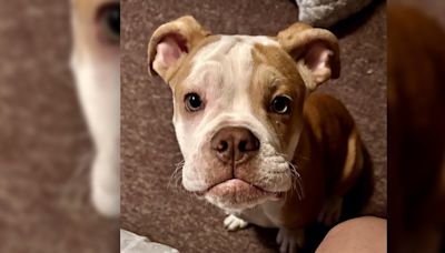 English Bulldog puppy lost after I-90W crash, owner searches