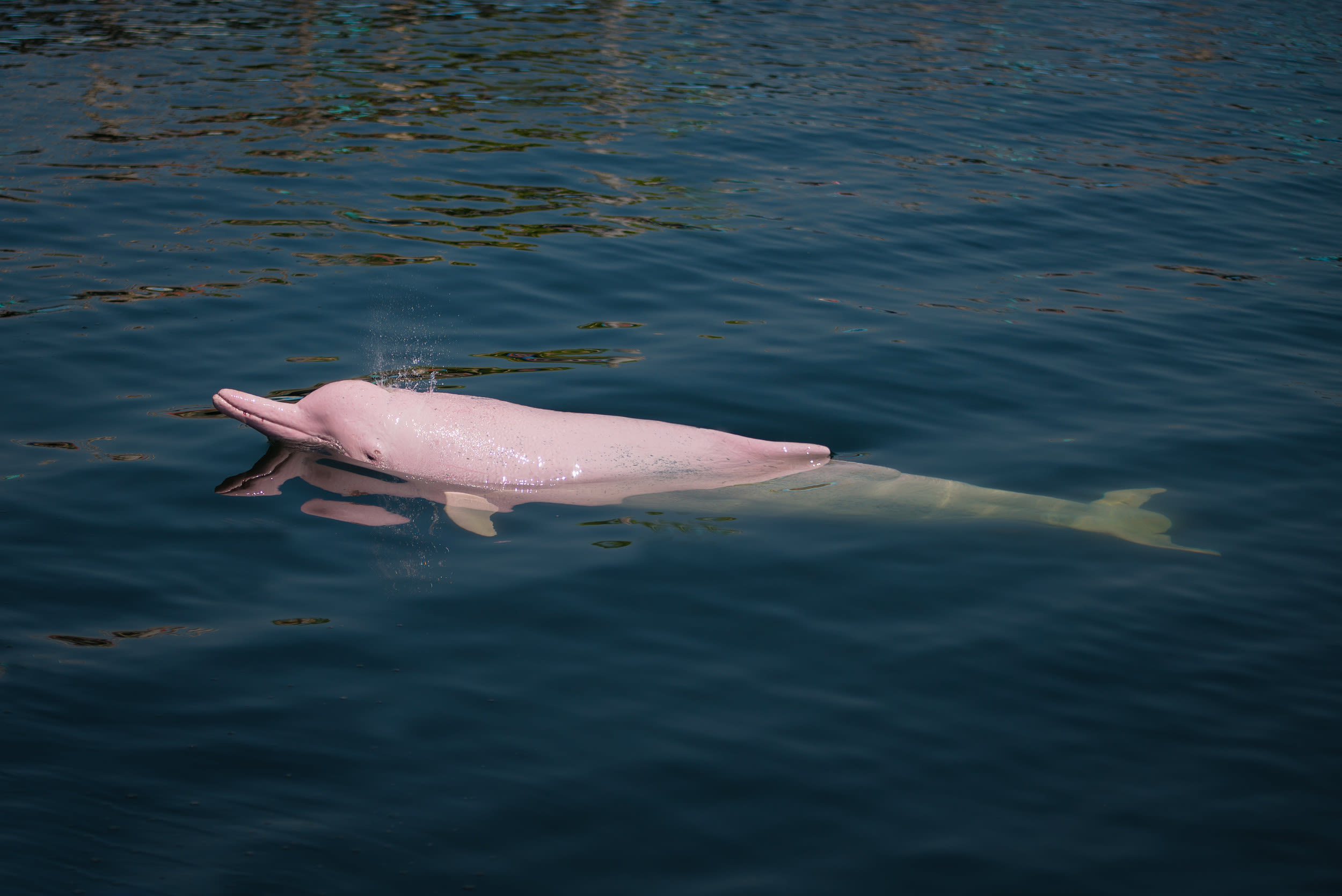 Fact check: Have pink dolphins been seen in North Carolina?