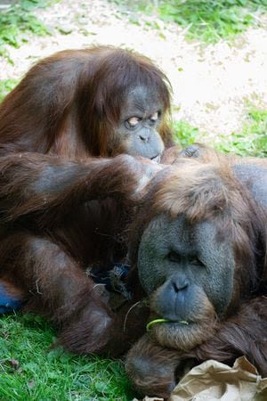 Batu, an orangutan at the Woodland Park Zoo is expecting