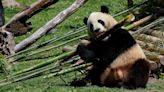 La Reina Sofía presenta a la nueva pareja de pandas del Zoo de Madrid