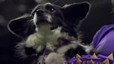 Nimble, la primera perrita mestiza en ganar ¡el Westminster Kennel Club!