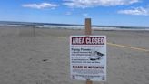 Record number of endangered piping plovers disrupt Hampton Beach