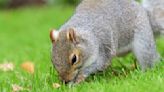 Allotment guru shares 5 clever ways to stop squirrels digging up bulbs