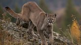 Mountain lion spotted again in Lodi area