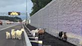 Look: Escaped goats and sheep wander onto the interstate in Virginia