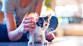 Wobbly Kitten Syndrome: Here's How to Help Your Cat Who Has Cerebellar Hypoplasia