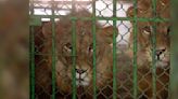 Lions Kept As Pets Dumped On The Streets When They Got Too Big