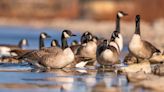 Estes Park residents and visitors should be cautious of wild bird droppings