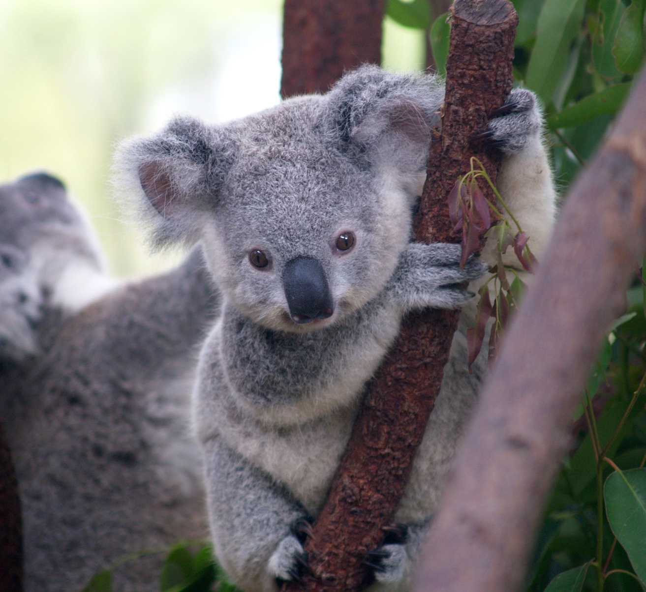 [Image: Cutest_Koala.jpg]