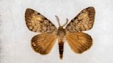 Washington to begin aerial spraying to kill tree-destroying spongy moth